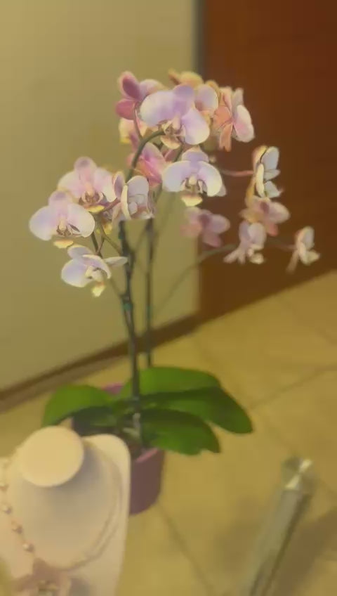 Aura